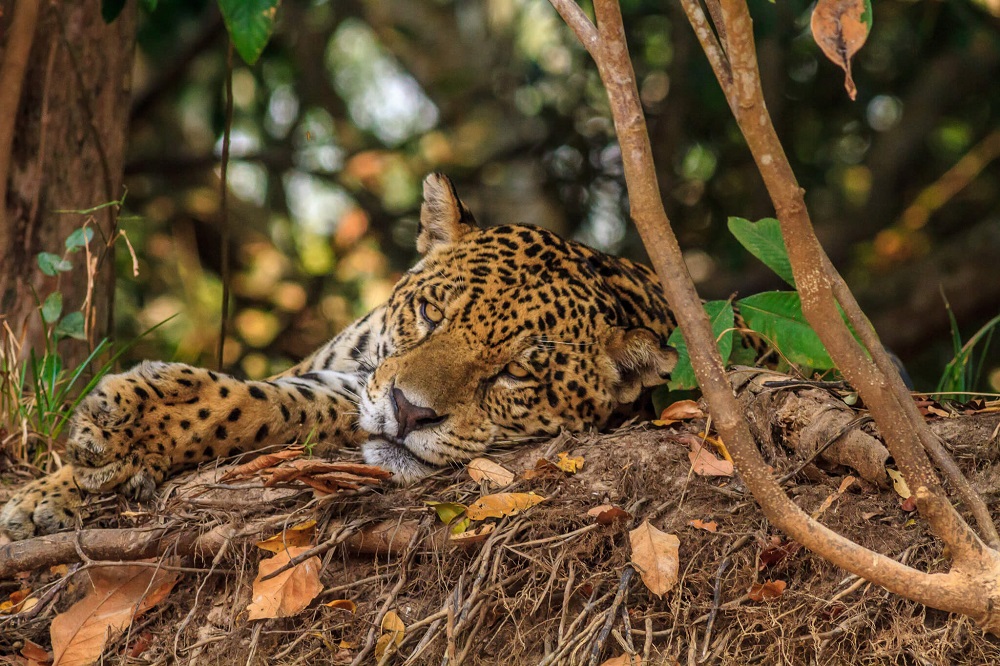 Das Pantanal: Ein Märchen aus Wasser